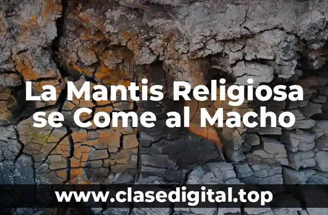 La Mantis Religiosa se Come al Macho