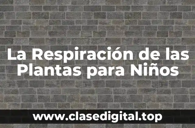 ¿Qué es la Respiración de las Plantas?
