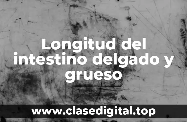 Longitud del intestino delgado y grueso