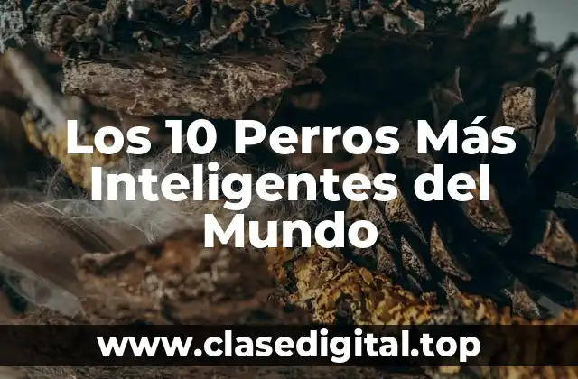 ¿Qué Hace que un Perro Sea Inteligente?