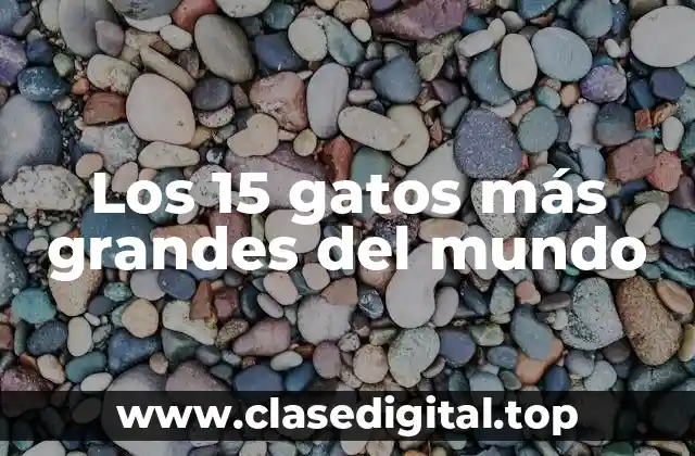 ¿Qué hace que un gato sea considerado grande?