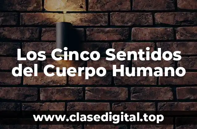 ¿Qué son los Cinco Sentidos del Cuerpo Humano?