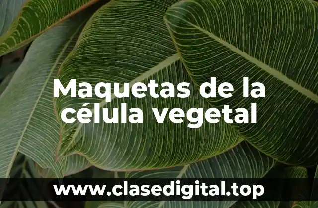 Maquetas de la célula vegetal