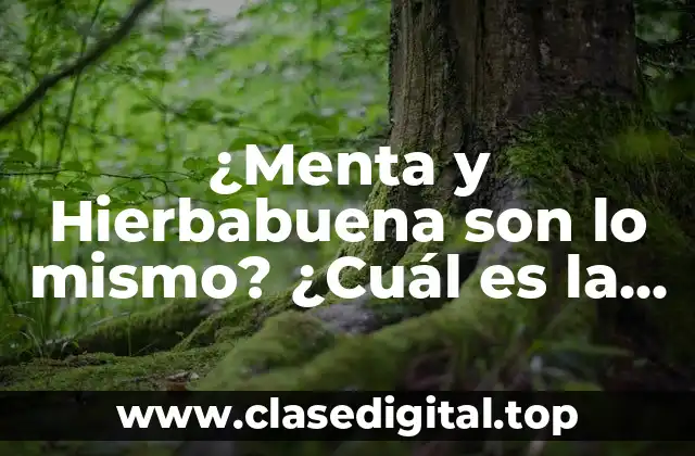 ¿Menta y Hierbabuena son lo mismo? ¿Cuál es la diferencia?