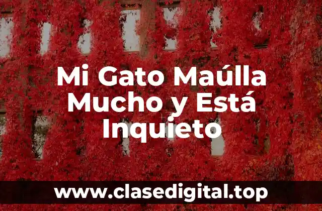 Mi Gato Maúlla Mucho y Está Inquieto