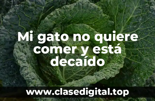 Mi gato no quiere comer y está decaído