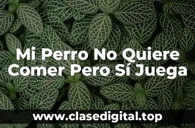 Mi Perro No Quiere Comer Pero Sí Juega