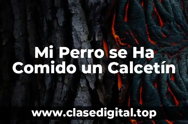 Mi Perro se Ha Comido un Calcetín