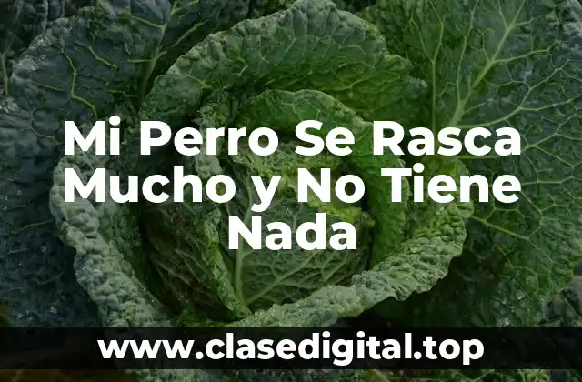 Mi Perro Se Rasca Mucho y No Tiene Nada