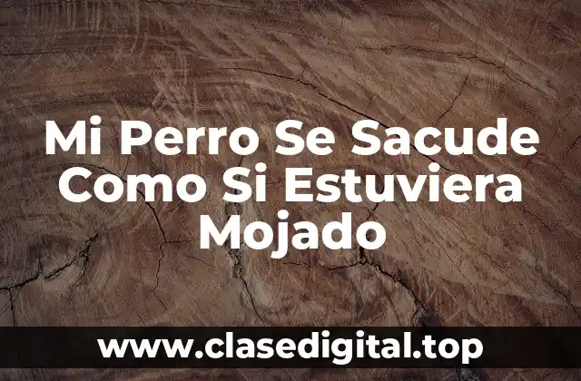 Mi Perro Se Sacude Como Si Estuviera Mojado