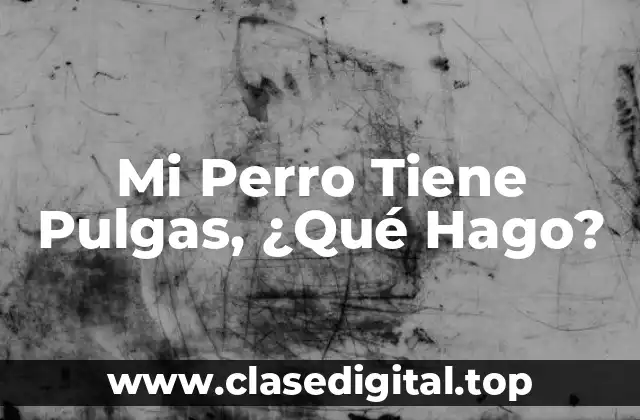 Mi Perro Tiene Pulgas, ¿Qué Hago?
