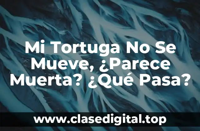 Mi Tortuga No Se Mueve, ¿Parece Muerta? ¿Qué Pasa?