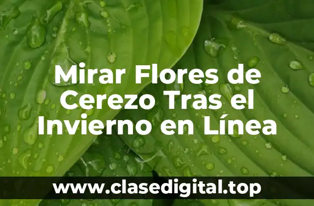 ¿Por qué Mirar Flores de Cerezo es una Experiencia Única?