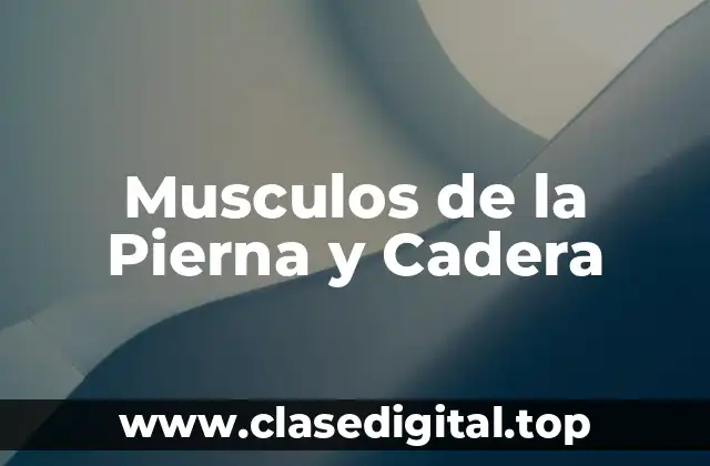 Musculos de la Pierna y Cadera