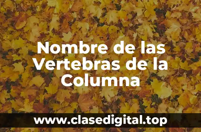 Región Cervical: Las 7 Vertebras del Cuello