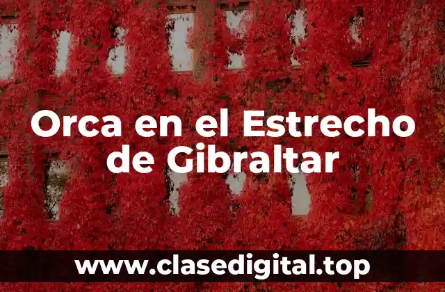 ¿Por qué las Orcas se Encuentran en el Estrecho de Gibraltar?