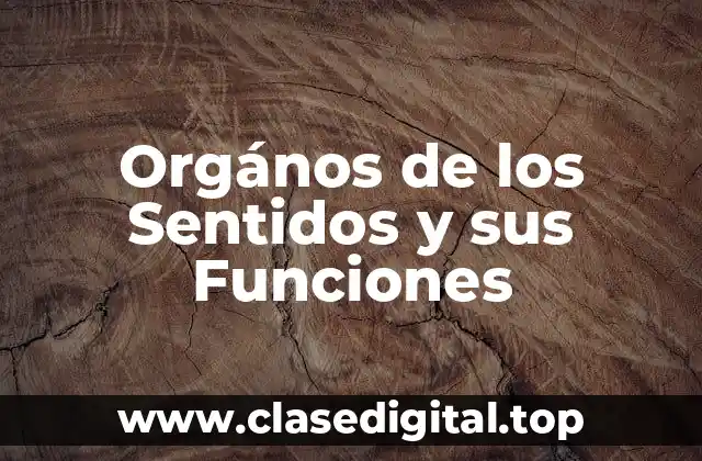 ¿Qué son los Órganos de los Sentidos?