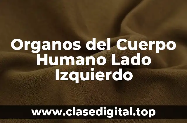 Organos del Cuerpo Humano Lado Izquierdo