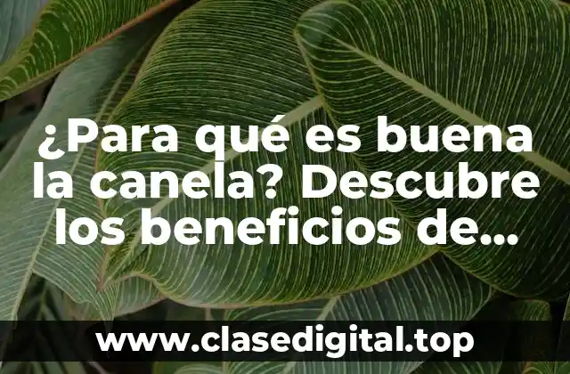¿Para qué es buena la canela? Descubre los beneficios de esta especia milenaria
