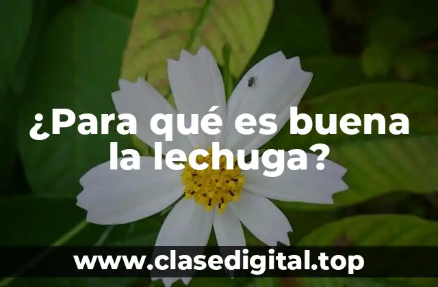 ¿Para qué es buena la lechuga?