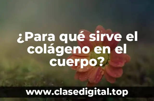 ¿Cuál es la función del colágeno en la piel?