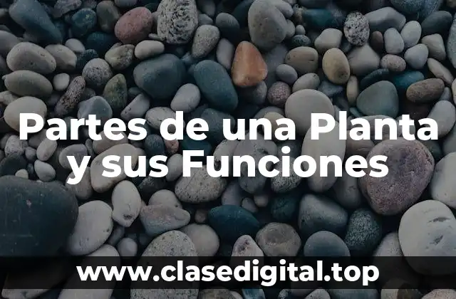Partes de una Planta y sus Funciones