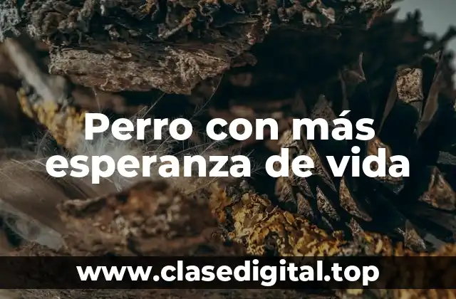 Factores que influyen en la esperanza de vida de un perro