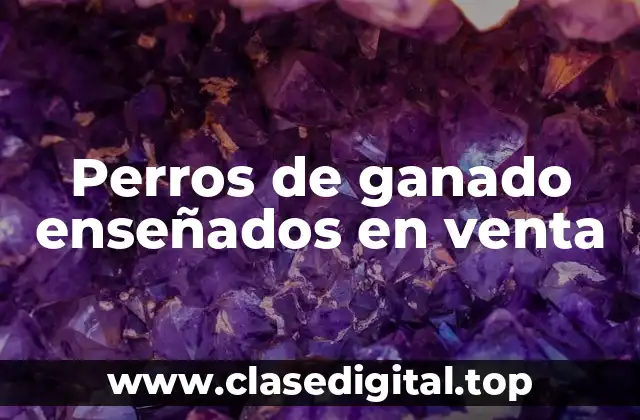 Perros de ganado enseñados en venta