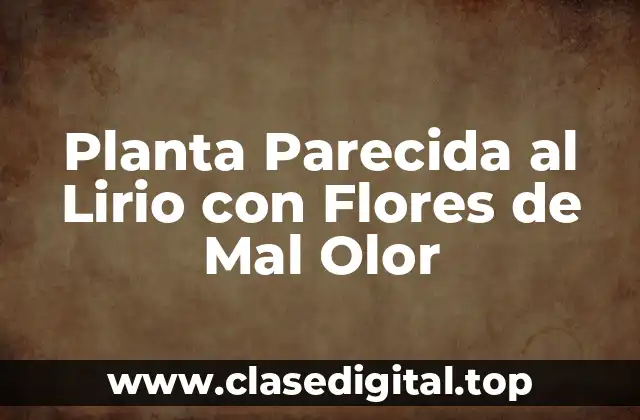 Planta Parecida al Lirio con Flores de Mal Olor