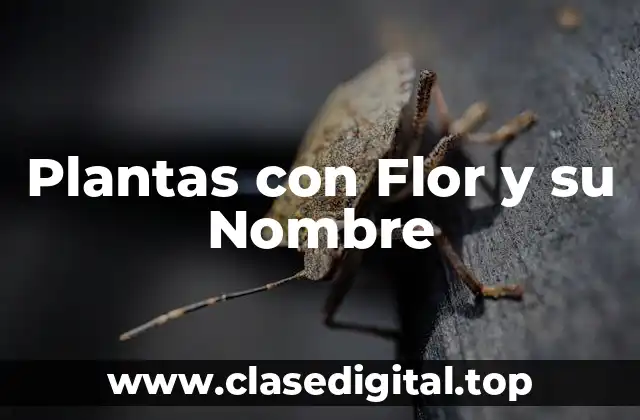 ¿Qué son las Plantas con Flor?