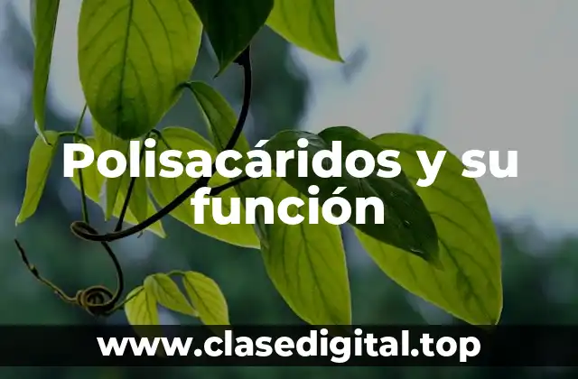 Polisacáridos y su función