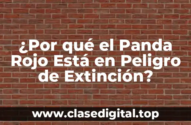 ¿Por qué el Panda Rojo Está en Peligro de Extinción?