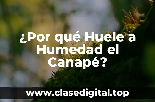 ¿Por qué Huele a Humedad el Canapé?