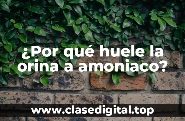 ¿Por qué huele la orina a amoniaco?