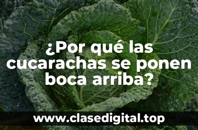 ¿Por qué las cucarachas se ponen boca arriba?