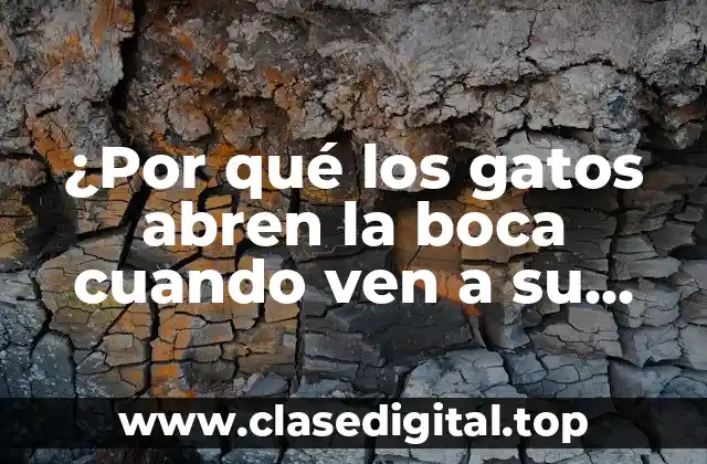 ¿Por qué los gatos abren la boca cuando ven a su dueño?