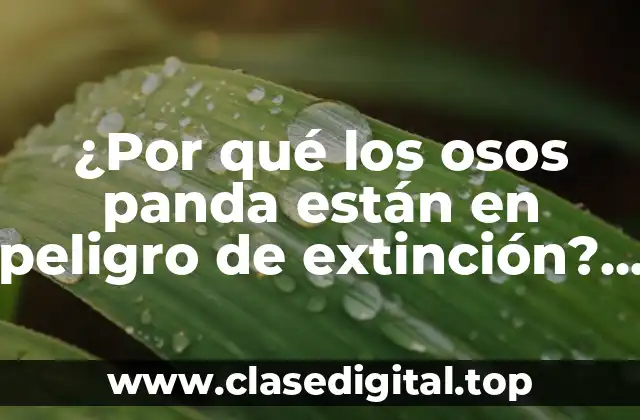 ¿Por qué los osos panda están en peligro de extinción? Una Guía Completa