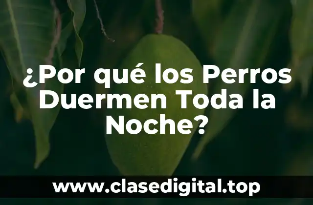 ¿Por qué los Perros Duermen Toda la Noche?