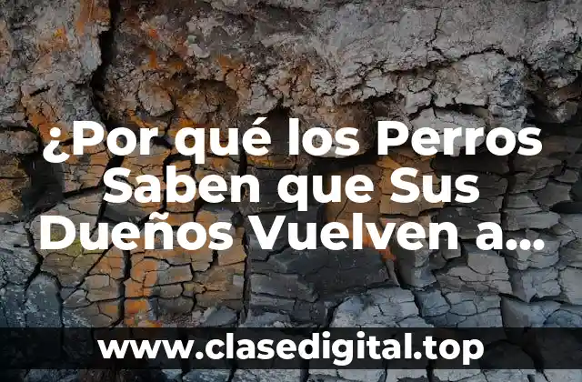 ¿Por qué los Perros Saben que Sus Dueños Vuelven a Casa?