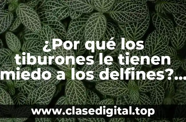 ¿Por qué los tiburones le tienen miedo a los delfines? La sorprendente verdad detrás de esta relación