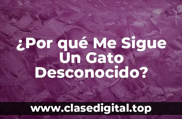 ¿Por qué Me Sigue Un Gato Desconocido?
