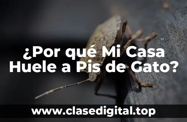 Causas del Olor a Pis de Gato en Casa