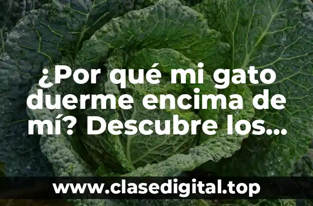 ¿Por qué mi gato duerme encima de mí? Descubre los motivos detrás de este comportamiento