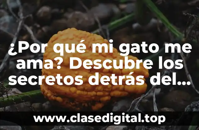 ¿Por qué mi gato me ama? Descubre los secretos detrás del amor felino