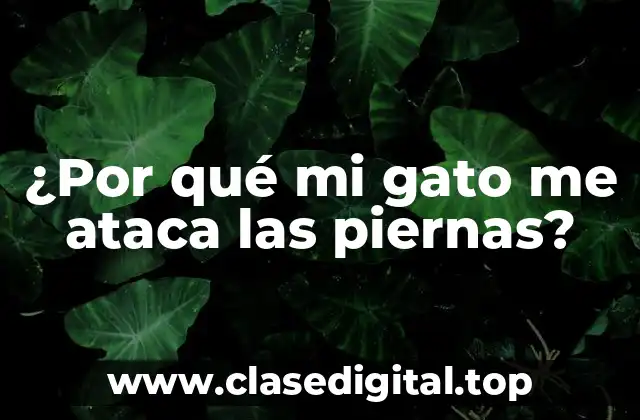 ¿Por qué mi gato me ataca las piernas?