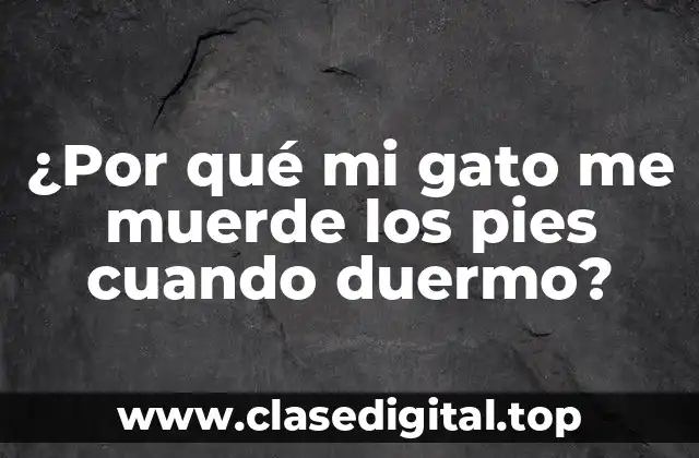 ¿Mi gato está jugando o atacando?