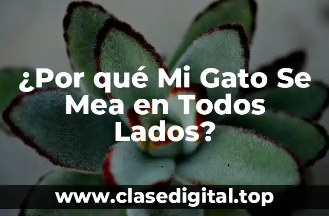 Causas Médicas de la Incontinencia Urinaria en Gatos