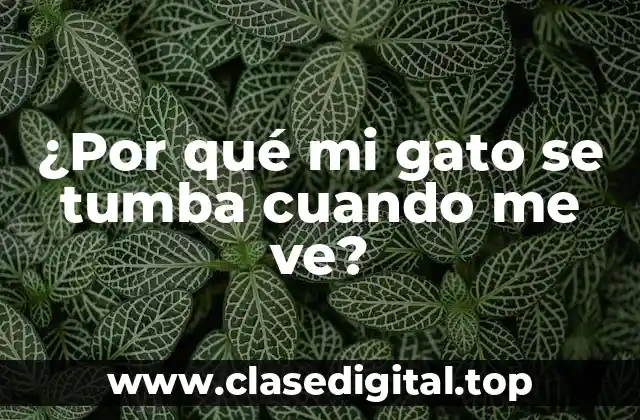 ¿Por qué mi gato se tumba cuando me ve?