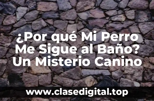 ¿Por qué Mi Perro Me Sigue al Baño? Un Misterio Canino