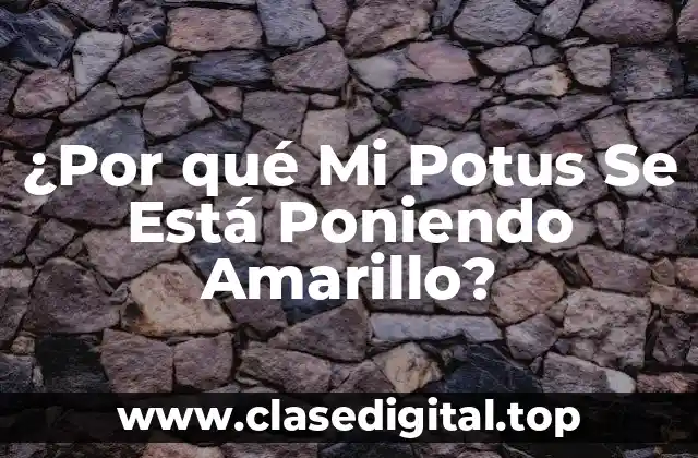 ¿Por qué Mi Potus Se Está Poniendo Amarillo?